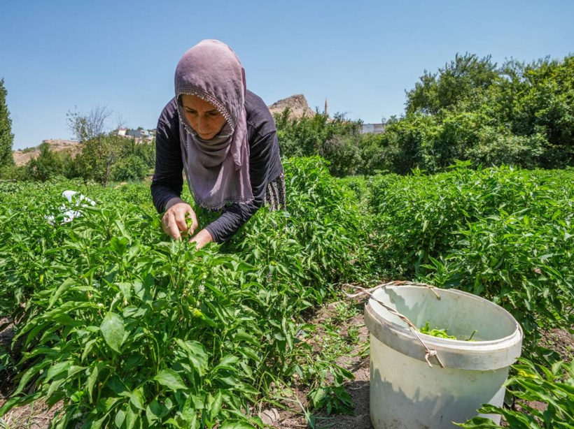 Sezonu geldi: Haftada 250 kilogramı Almanya ve İsviçre'ye yollanıyor - Fotoğraf: 3